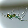 Female Orchard Spider in Dew