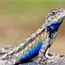 Mississippi Fence Lizard II