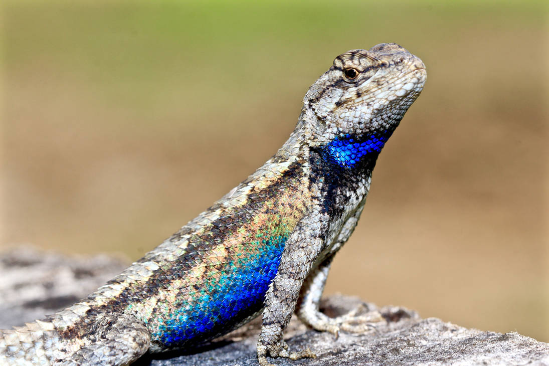 Mississippi Fence Lizard II by FallOut99 on DeviantArt