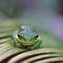 Lil Green Tree Frog