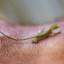 Newborn Green Anole