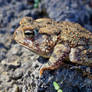 Southern Toad III