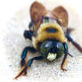 The Carpenter Bee
