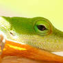 Green Anole