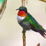 Ruby Throated Hummingbird II