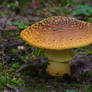 Autumn Mushroom