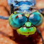 Blue Dasher Dragonfly Eyes