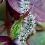 Tent Caterpillar on Rose Plant