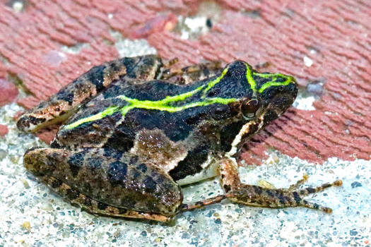 Eastern Cricket Frog II