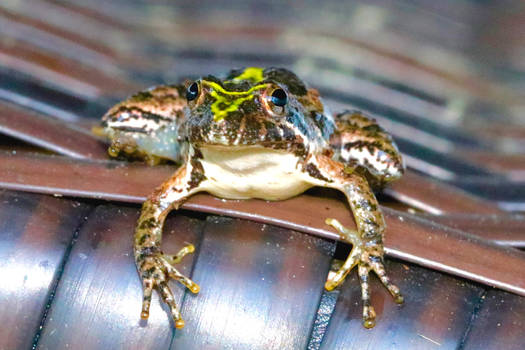 Eastern Cricket Frog III