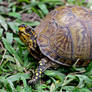 Eastern Box Turtle