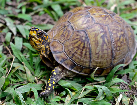 Eastern Box Turtle