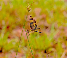 Halloween Pennant