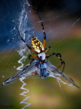 Garden Spider With Prey