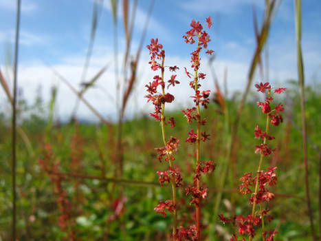 .red raspberry wishes.