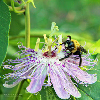 Passion and the Bee by TheMarchStudios