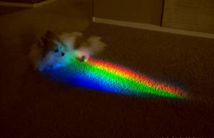 Dog at the end of the rainbow