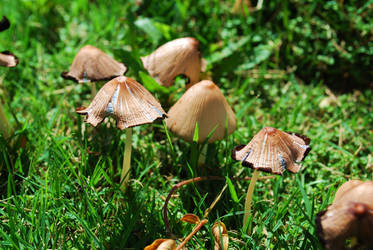 mushroomys