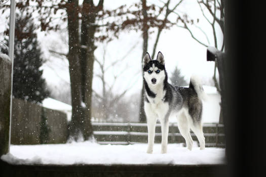 Wisconsin the Siberan Husky