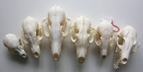 different fox skulls