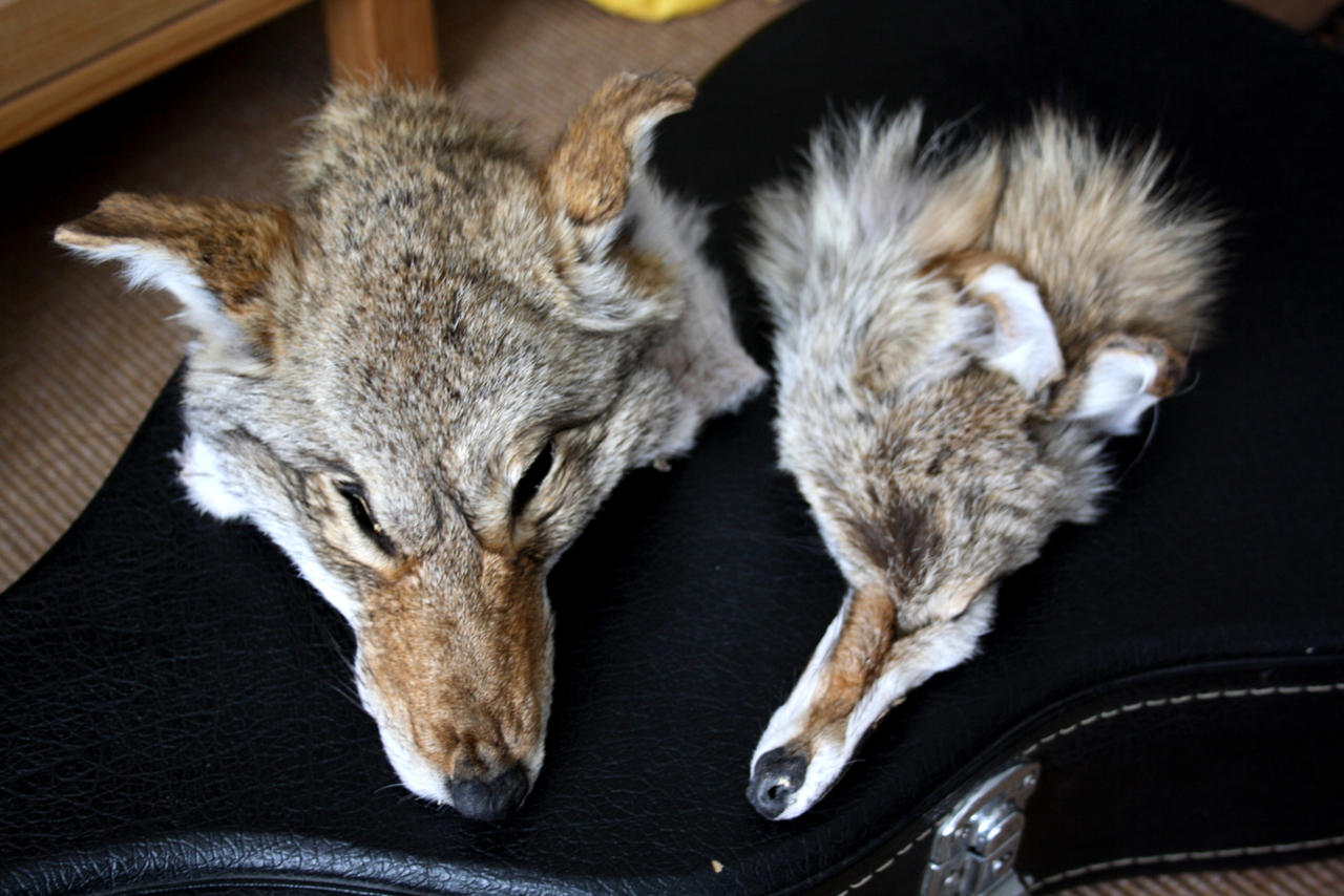 coyote faces