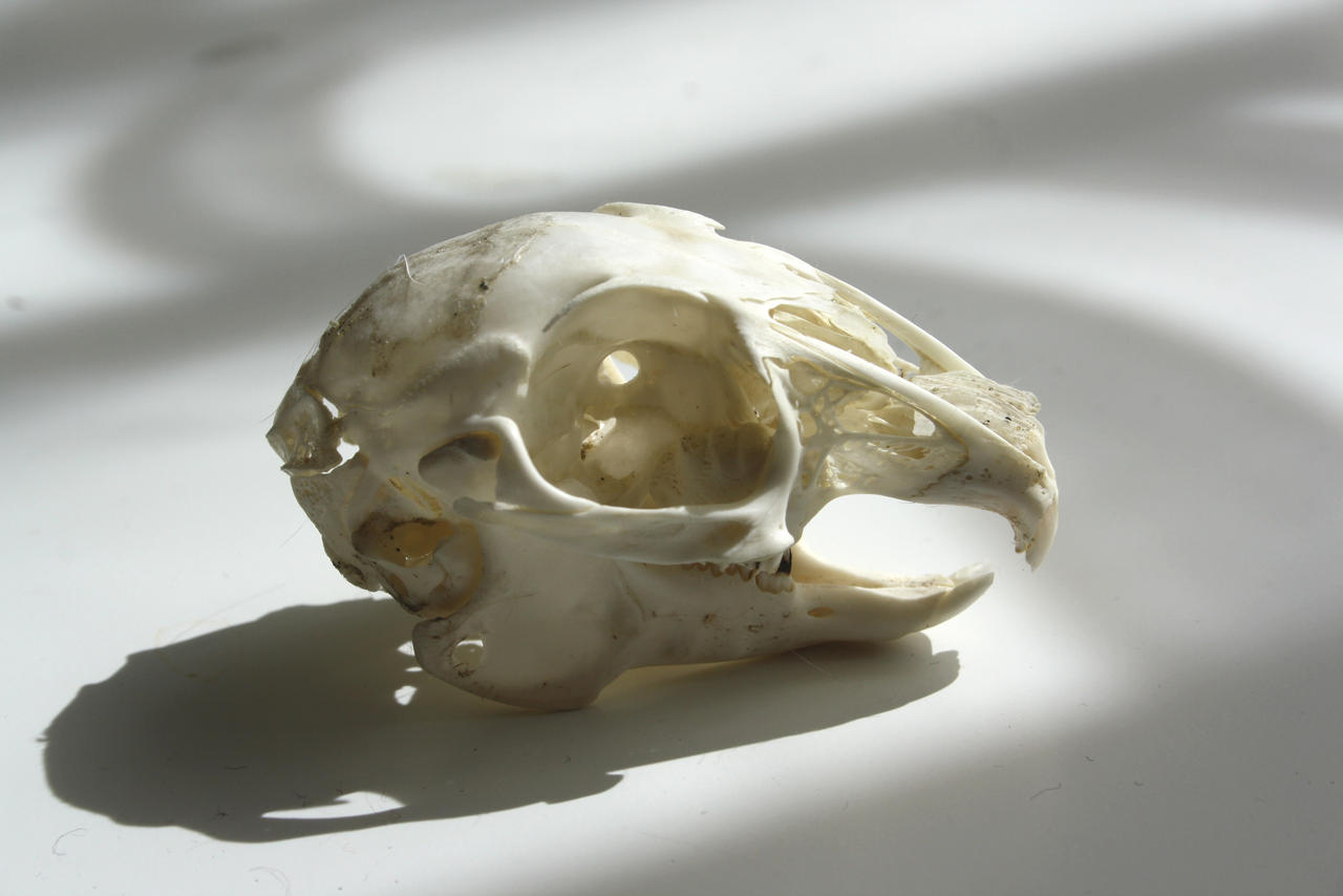 rabbit skull