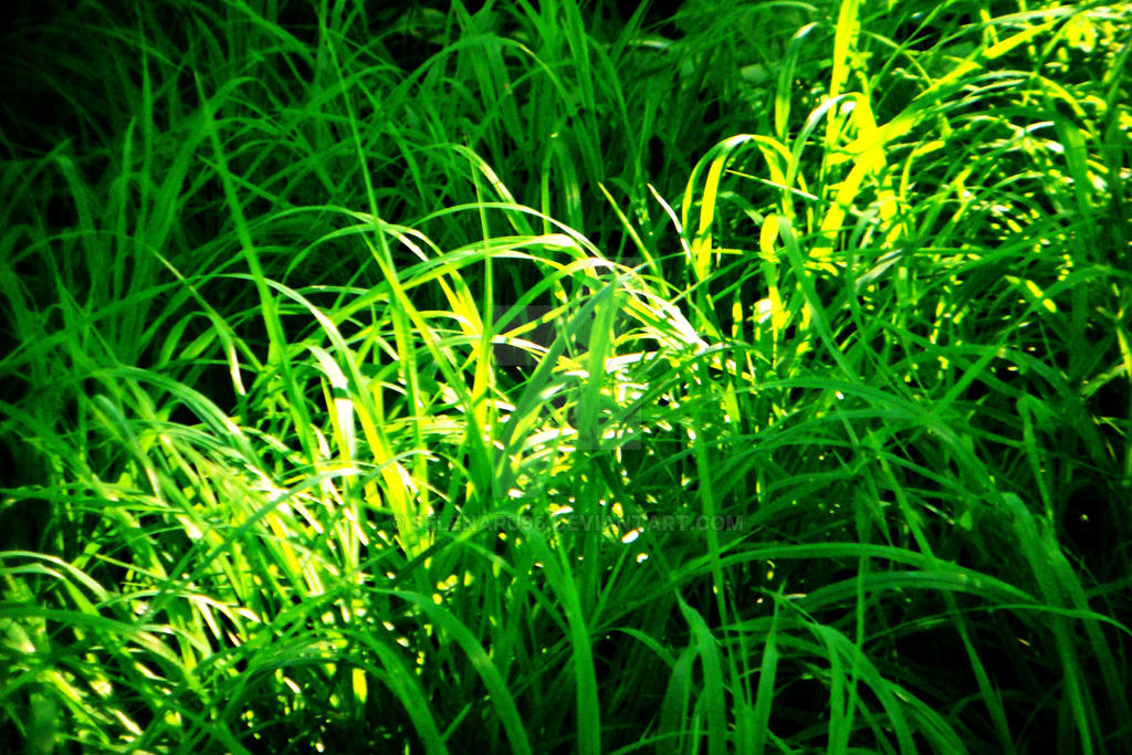 Sunlit Grass