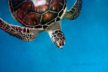 Green Sea Turtle