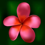 pink plumeria by cboz