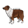 Australian Shepherd 001