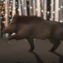 Boar