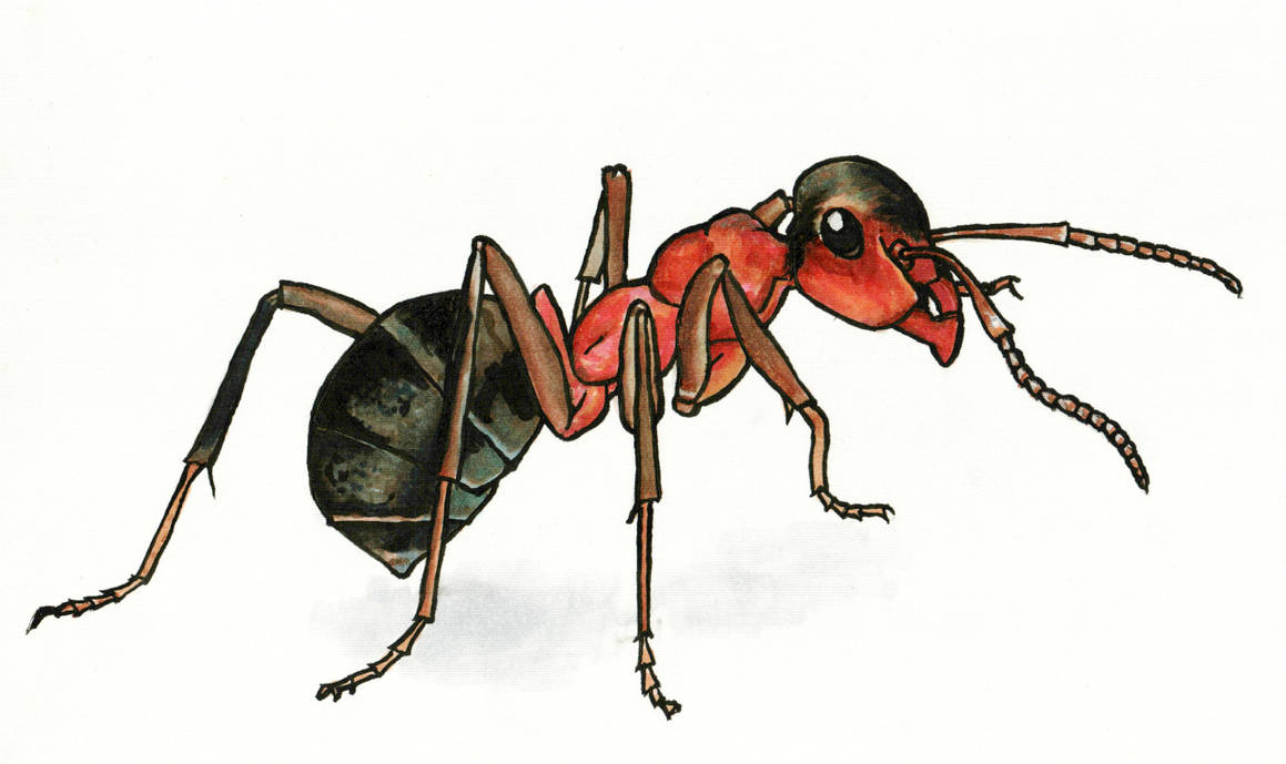 Ant Deviantart Ant #2 by SheriffPony on DeviantArt