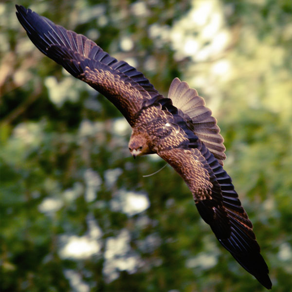 Falcon Flight