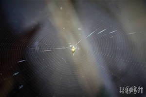 the spider that broke the glass Alpha