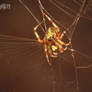 yellow belly spider in web (side)