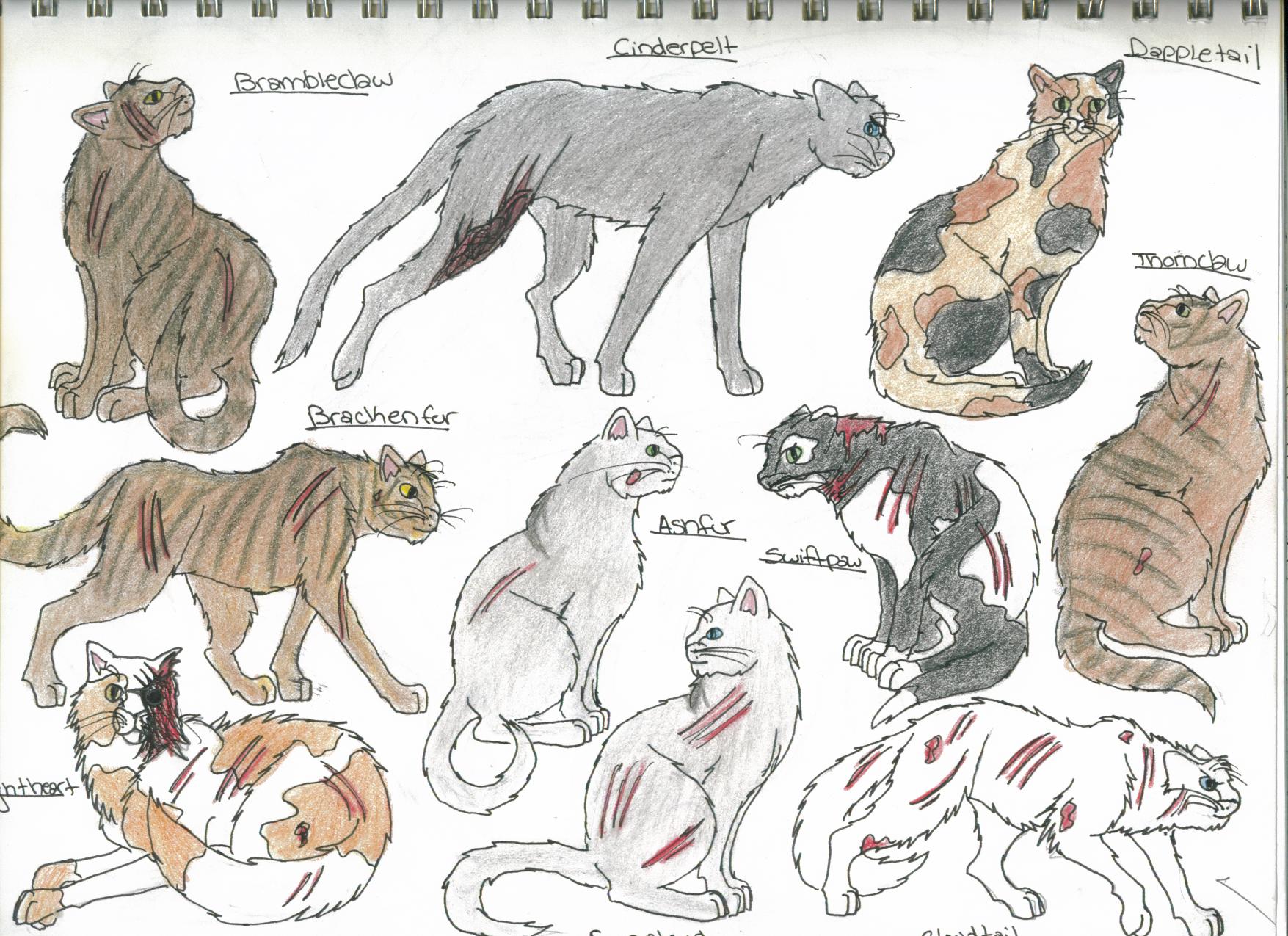 Members of ThunderClan 4-takhi