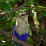 Blue Bellied Roller