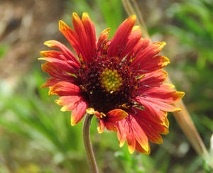 Firewheel (Gaillardia pulchella)