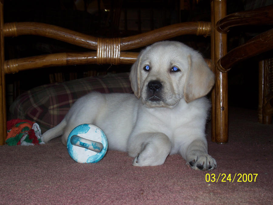 Peanut Butter as a Puppy