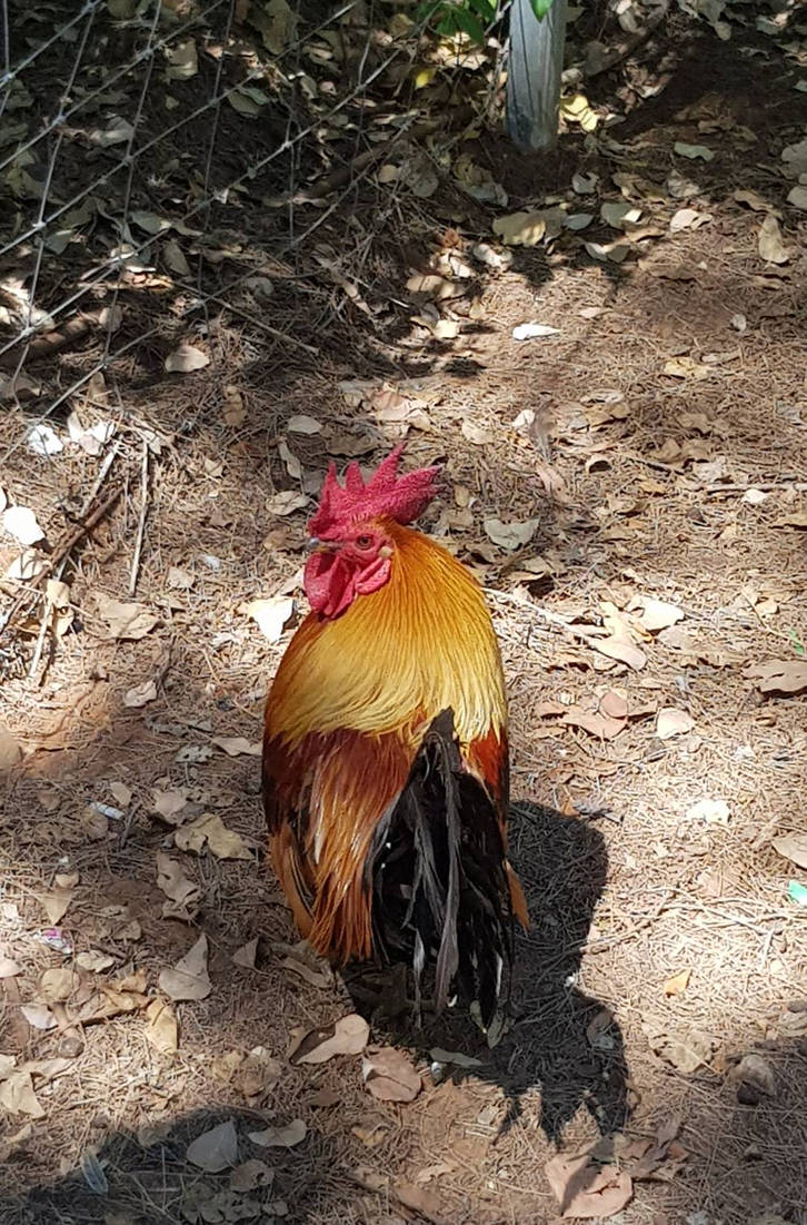 Rooster Look Back rooster looking back by david69luskind on DeviantArt