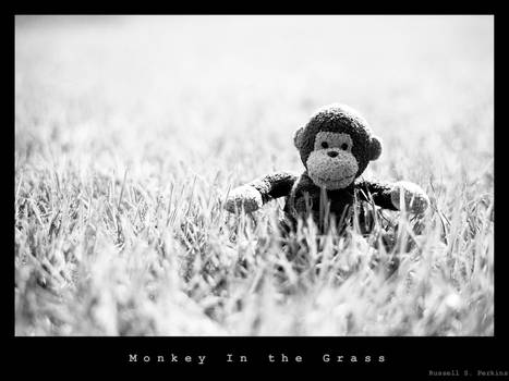 Monkey in the Grass