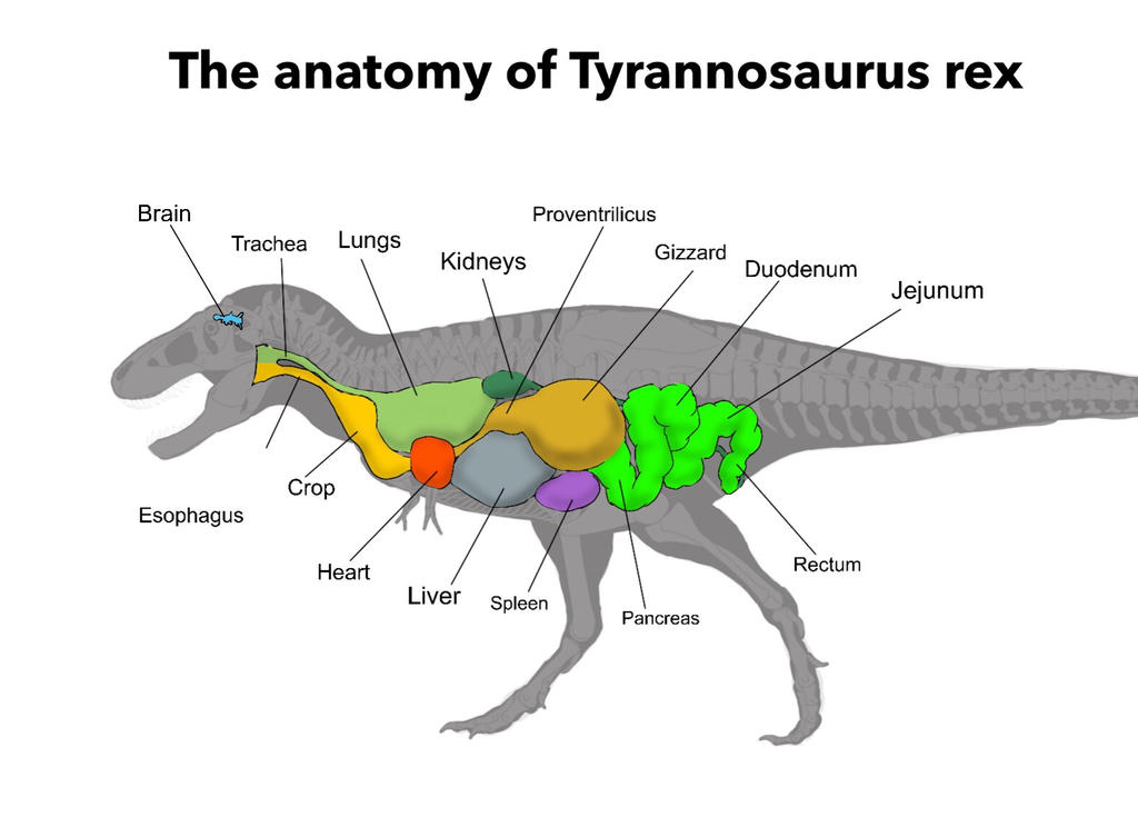 tyrannosaurus_rex_anatomical_diagram_by_prehistoricaart_dcqw8ag-fullview.jpg
