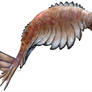 Anomalocaris canadensis