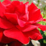 Red Rose Close up