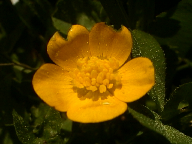 Yellow Flower