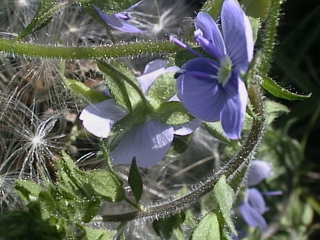 Violet Flower