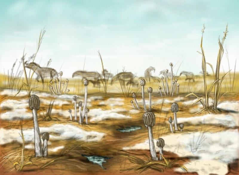 Spring ice mushroom Neocene by AlexSone on DeviantArt