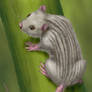 Narrow-striped bamboo rat