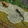 Yellowspotted salamander vs a snail