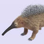 Crested echidna 4